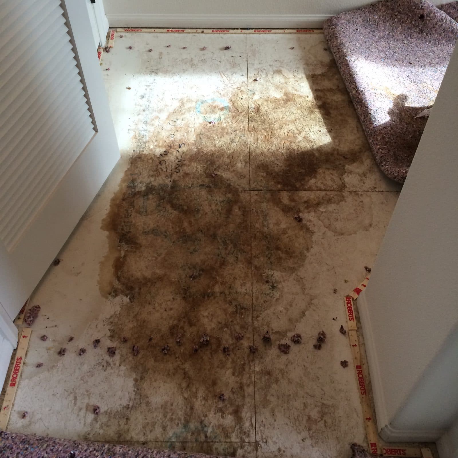 Carpet pulled back to reveal heavy urine staining across the floor beneath