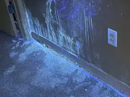 Cat Urine Odor Removal