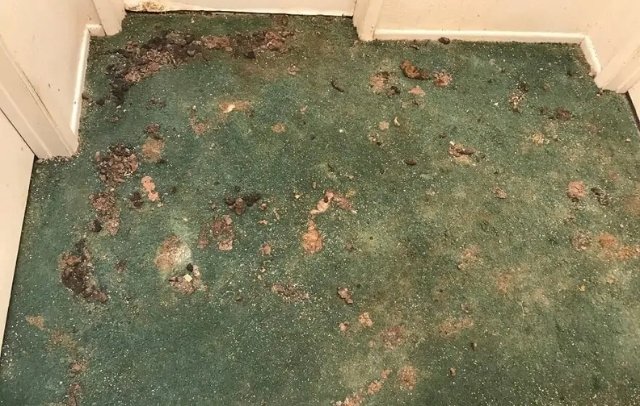 SONOMA PET ODOR REMOVAL SERVICE