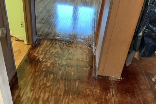 Pet Odor Removal in Comal County, TX – Experts in Structural Odor Elimination