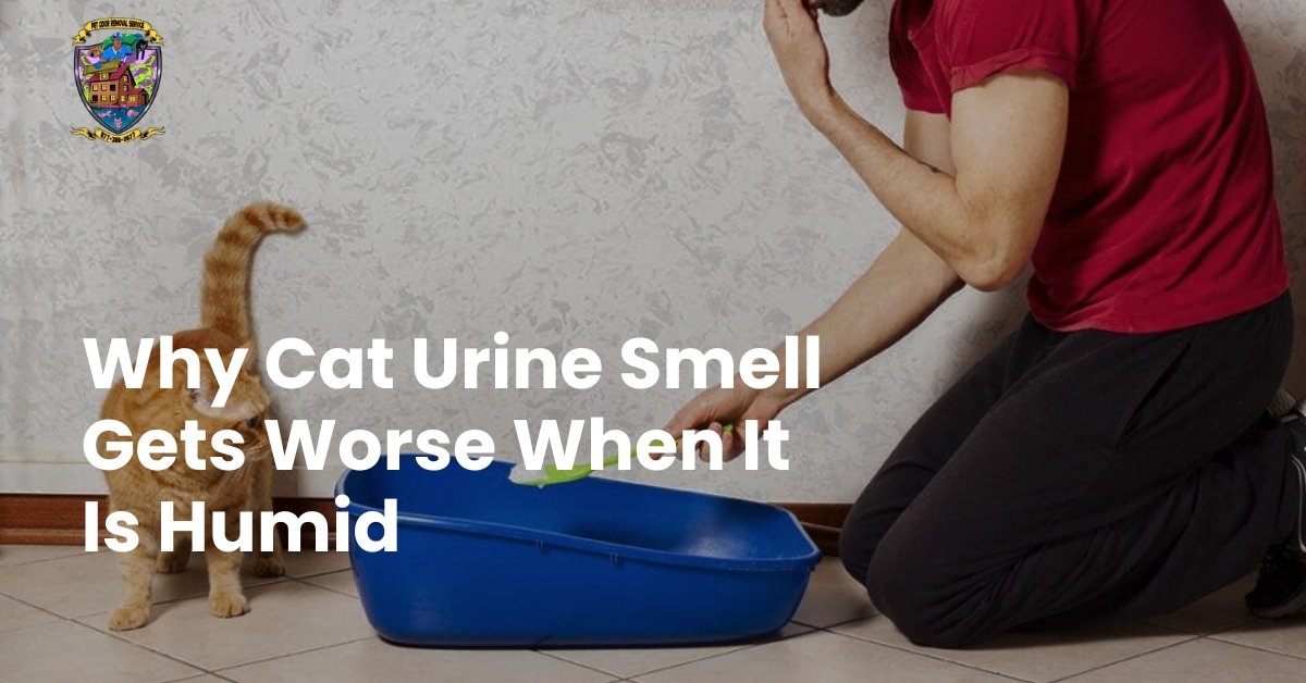 cat urine smell